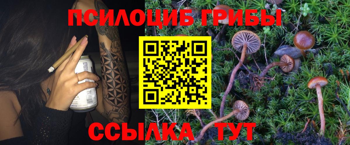 Галлюциногенные грибы Psilocybine cubensis Новокубанск